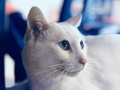 -Bai Meow法式西点咖啡