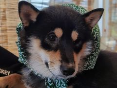 -南京Hallo宠物乐园·哈罗犬舍·柴犬繁育基地