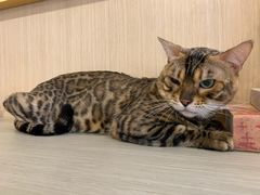 -飞行喵MR PILOT|猫舍·猫咖(静安大融城店)