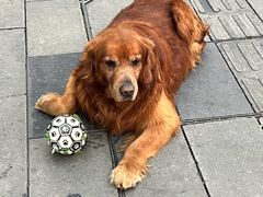 -大邑李记肥肠血旺