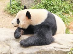 -广州长隆野生动物世界