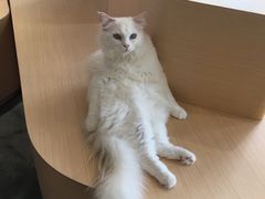 -瞄一喵猫咖(格力海岸店)