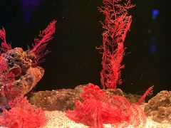 -暹罗海洋世界