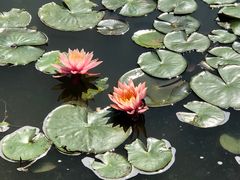 -东莞植物园