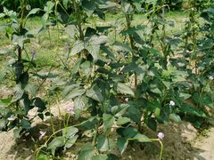 -前小桔亲子创意农场·草莓采摘·露营烧烤