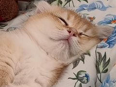 -babydoll猫舍·米努特·德文·缅因(久光中心店)