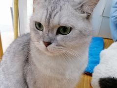-李小姐の猫咖啡馆(五角场店)