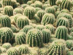 -深圳仙湖植物园