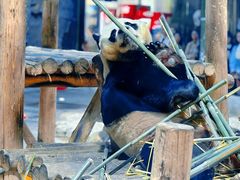 -栾川竹海野生动物园