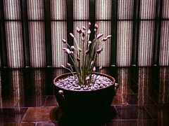 -上海璞麗酒店