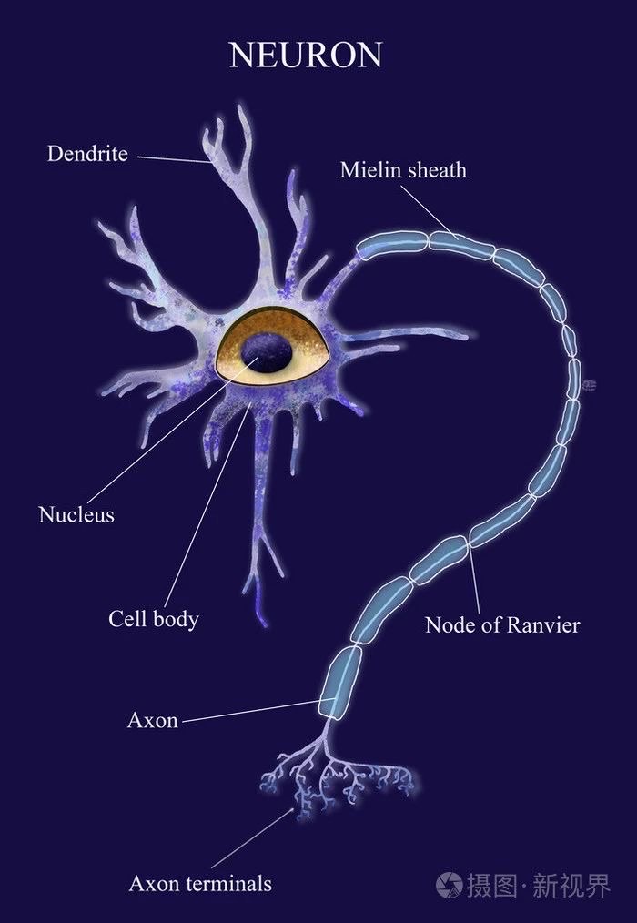 轴突树突形神经元图示图片