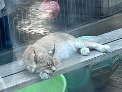 -青藏高原野生动物园