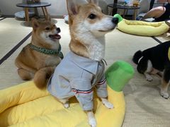 -逗柴咖啡屋·狗咖猫咖宠物桌游