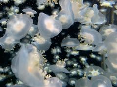 -太平洋海底世界