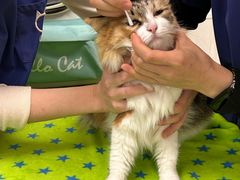 -凯特喵百思猫专科医院