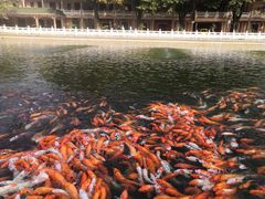 -广东圆玄道观