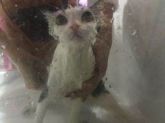 -十年猫舍·猫咪专门店(普陀店)