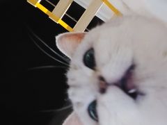 -松果猫咖(桐乡吾悦金街店)