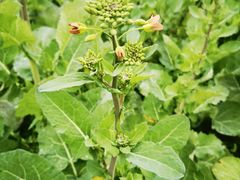 -中国天府农业博览园