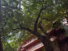 -大佛寺高级素食自助餐厅