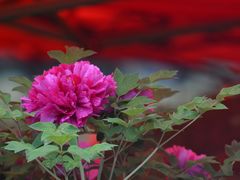 -洛阳市隋唐城遗址植物园