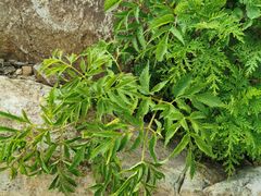 -白草畔自然风景区