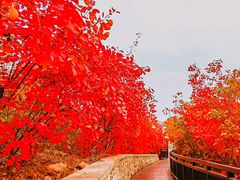 -香山公园