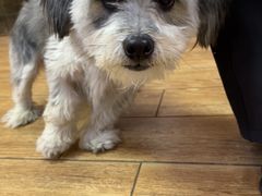 -乐派堂宠物医院·猫友好· 心脏科(东街店)