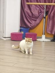 -千夜舞蹈