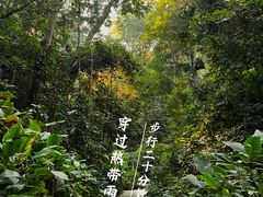 -西双版纳原始森林公园