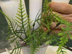 -探窝·竹笙椰子鸡(杨箕店)