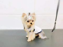 -宠物家(双井店)