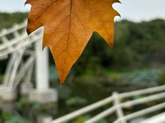 -上海共青森林公园