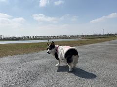 -春花秋色城市公园