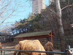 -大连森林动物园