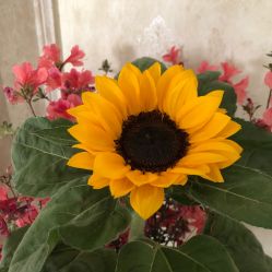 -花落谁家婚礼策划(永安街店)