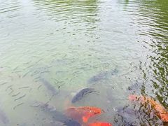 -乌村