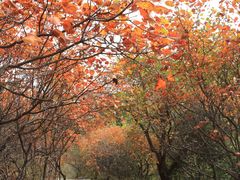 -北京西山国家森林公园