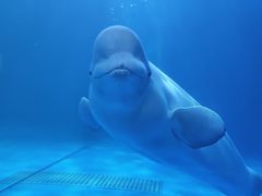 -多彩贵州城极地海洋世界