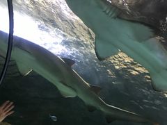 -悉尼海洋生物水族馆