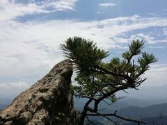-王顺山国家森林公园