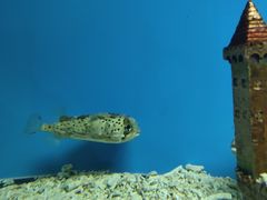 -北戴河圣蓝海洋公园