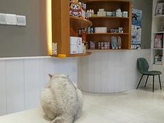 -关爱宠物医院·猫科中心·消化科(滨湖万达分院)