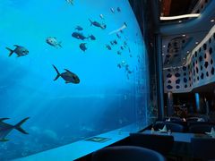 -瑞德姆美人鱼海底演艺主题餐厅(亚龙湾店)
