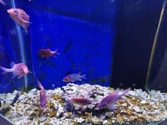 -沙沙哗啦海洋馆(华宇百花谷店)