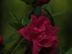 -上海滨江森林公园
