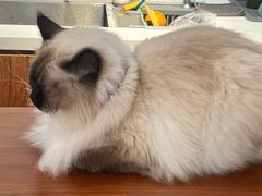 -有猫主题·治愈系猫咖(曾厝垵店)