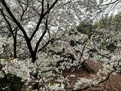 -中国茶叶博物馆(双峰馆区)