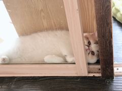 -吉丁鸟咖·异宠·寄养