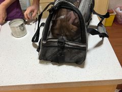 -千城康桥宠物医院·猫科·骨科·心脏